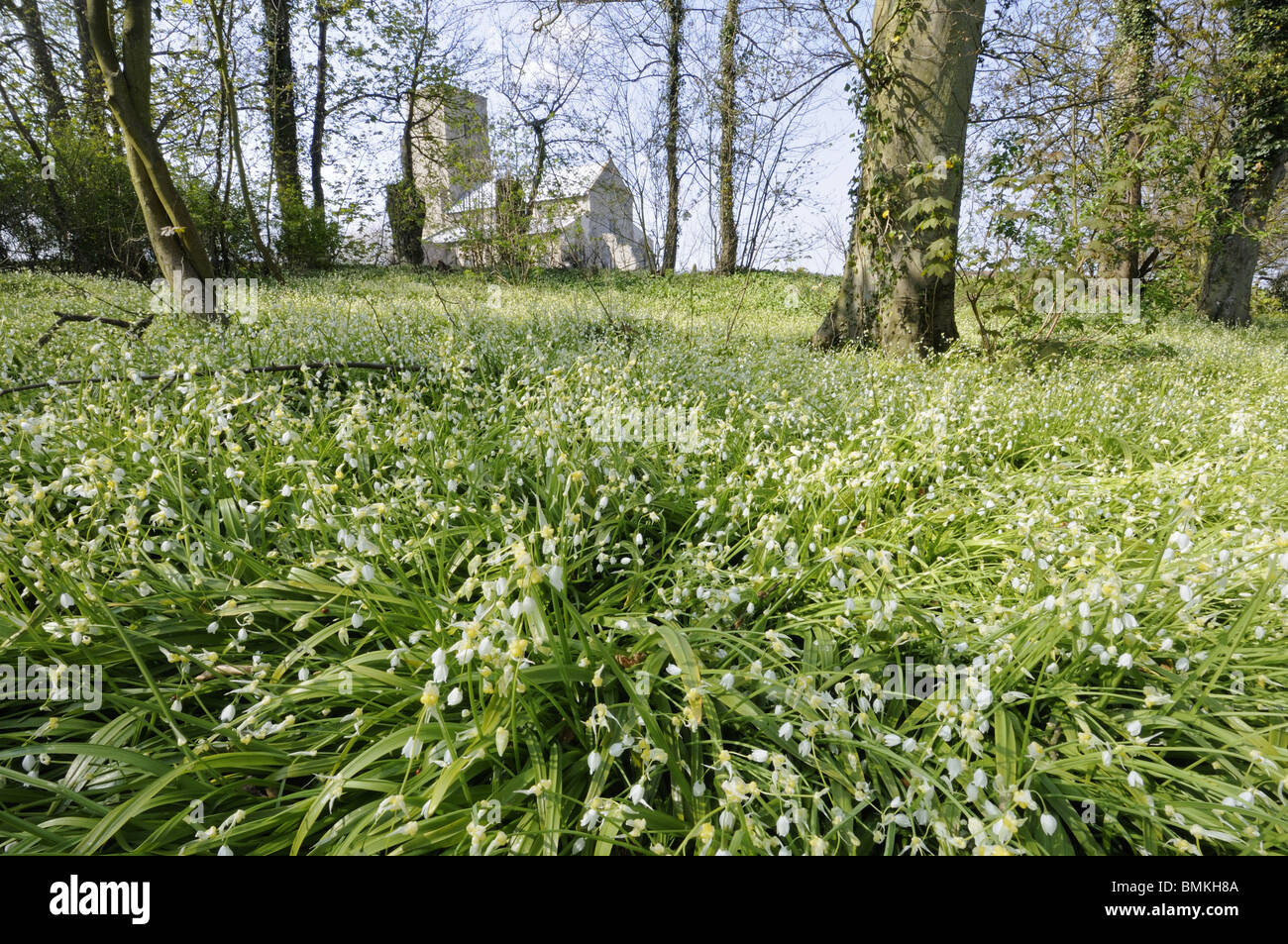 Peu de fleur, ail (Allium paradoxum), grande infestation dans la forêt, l'église du village en arrière-plan, Norfolk, UK, avril Banque D'Images