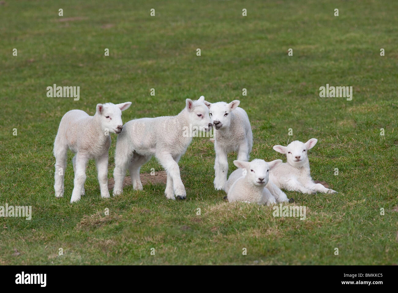 Un groupe d'agneaux de printemps jouant dans la prairie à Pâques Banque D'Images