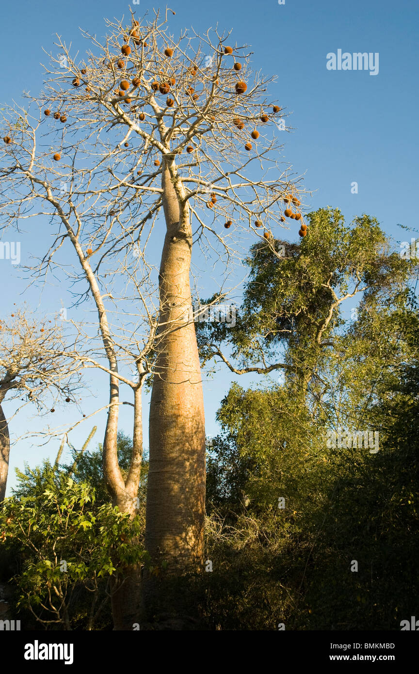 Madagascar, de Mangily. Baobab (Adansonia rubrostipa Reniala) à réserver Banque D'Images