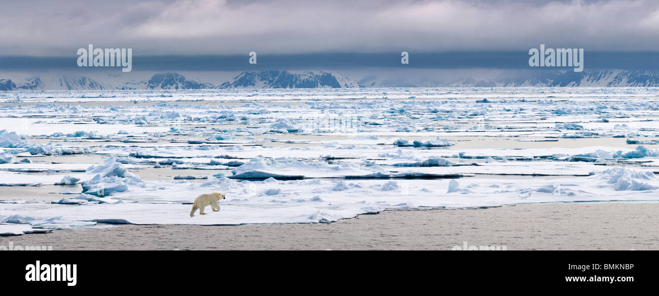 La marche de l'ours polaire sur la banquise, Woodfjorden, nord de Monte Carlo, la Norvège. Banque D'Images