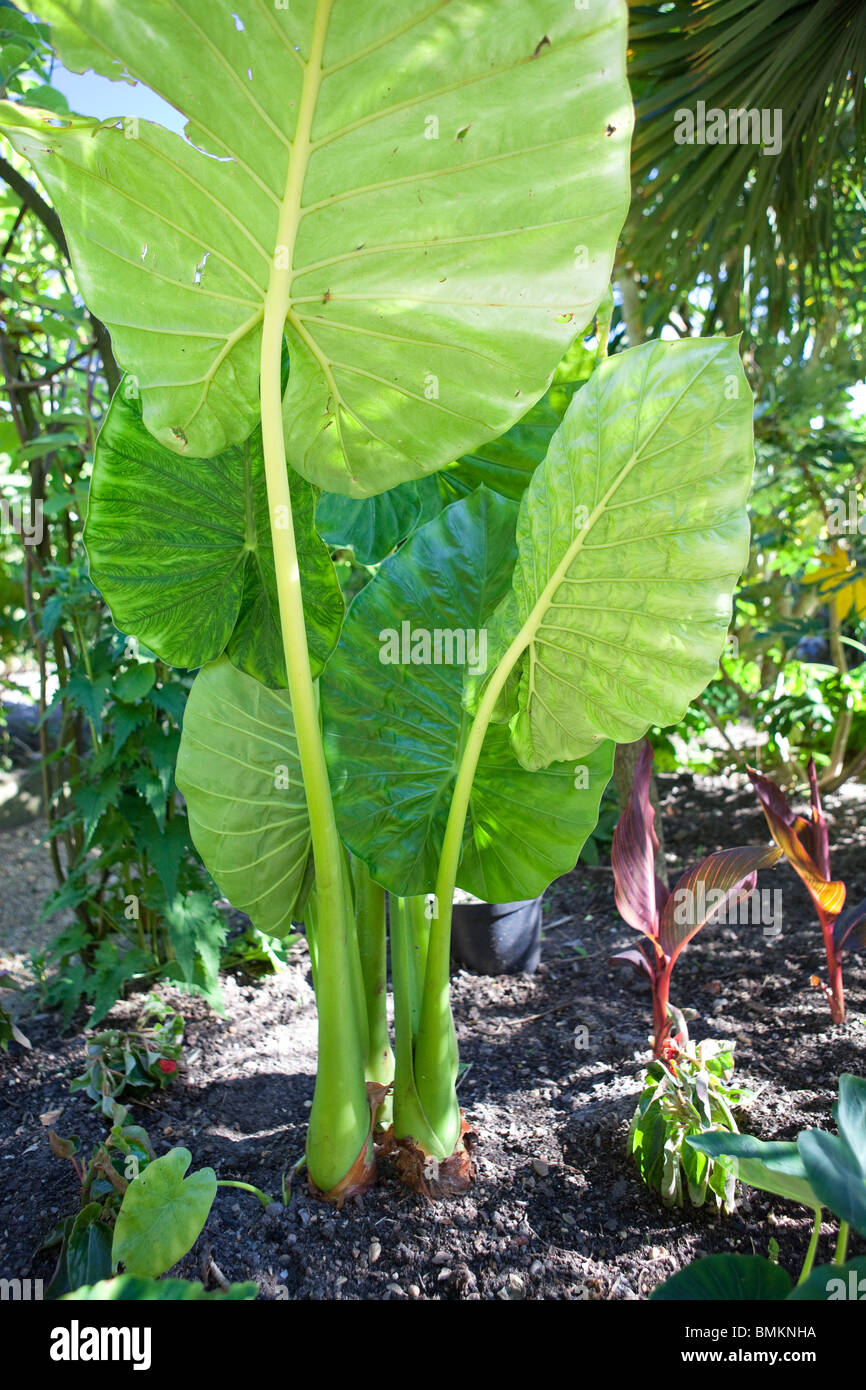 Grandes feuilles sur un Alocasia Fimpa-invest Banque D'Images