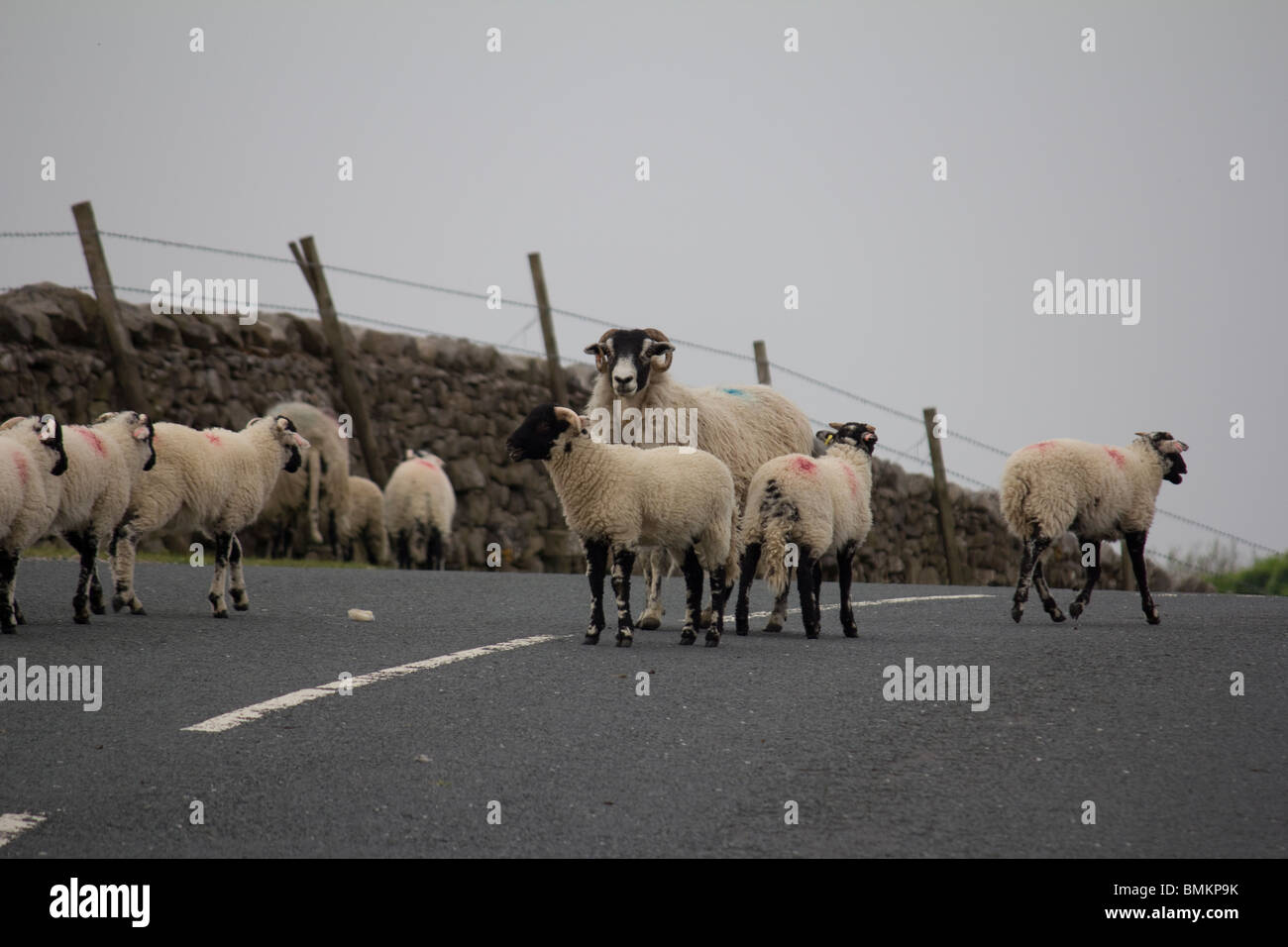 Moutons sur la route, Ribblehead, Yorkshire du Nord Banque D'Images