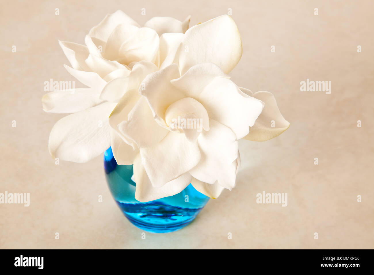 Fleur de gardénia blanc Banque D'Images