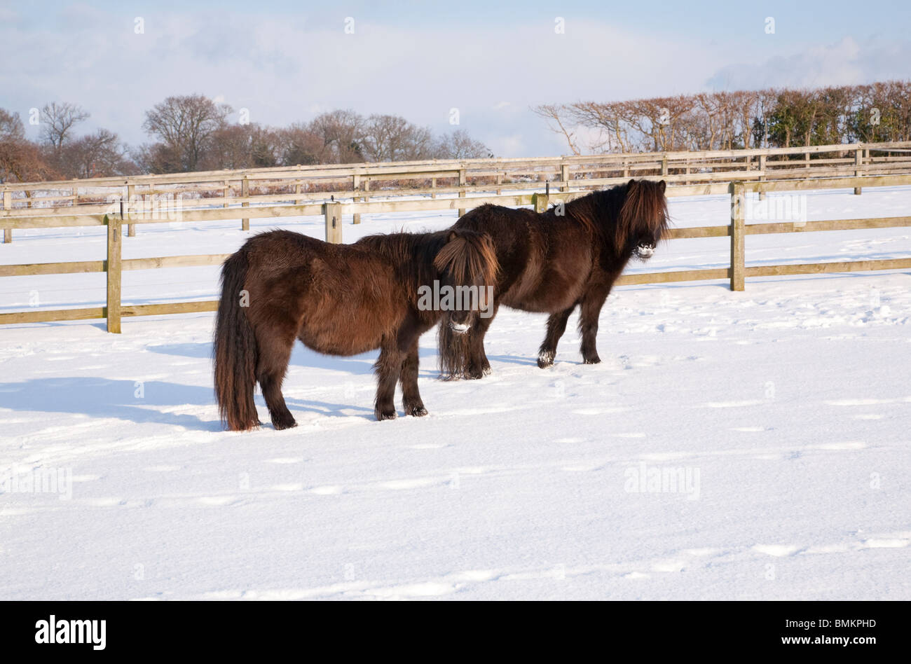 Deux poneys noir debout dans un enclos de neige Banque D'Images