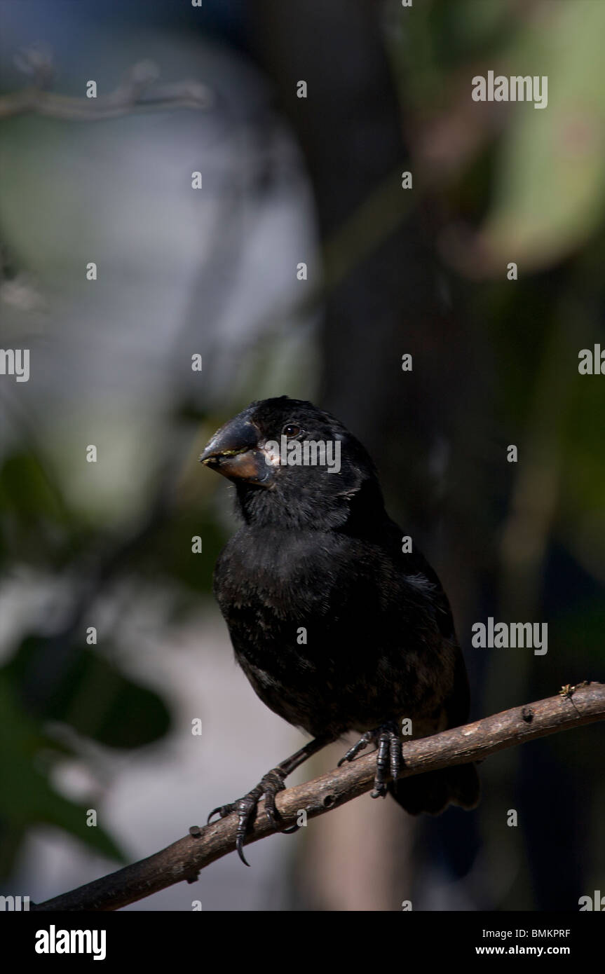 Darwins Finch, l'île de Santa Cruz, Galapagos, Equateur Banque D'Images