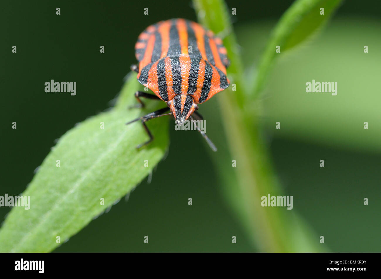 Rayé rouge et noir shield bug close up Banque D'Images