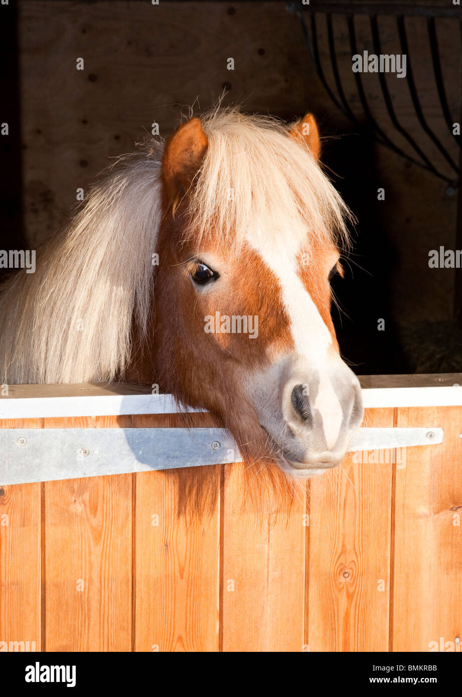 Un portrait d'un poney Shetland à plus d'une porte de l'écurie Banque D'Images