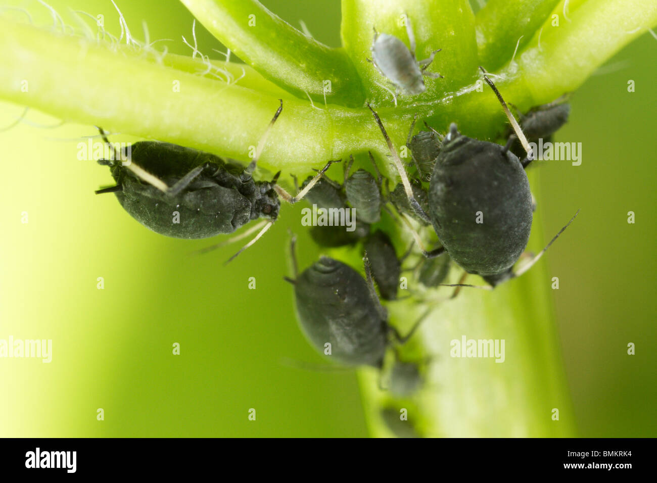 Une famille de pucerons Aphis fabae (puceron noir de la Fève) sur une plante Banque D'Images