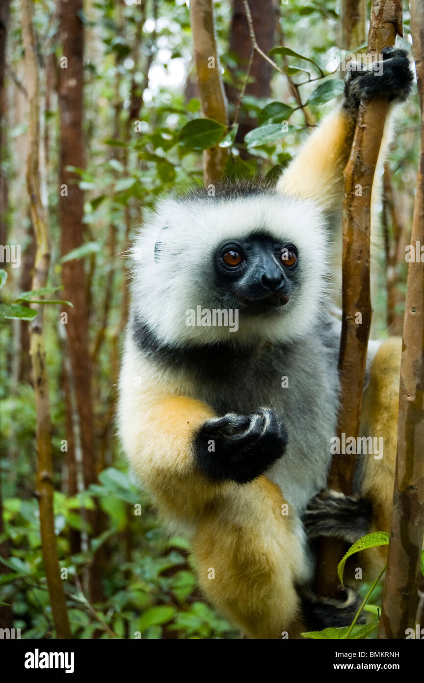 Madagascar, Parc Mantadia- Andasibe Parc National. Diademed Sifaka (Propithecus diadema) Banque D'Images