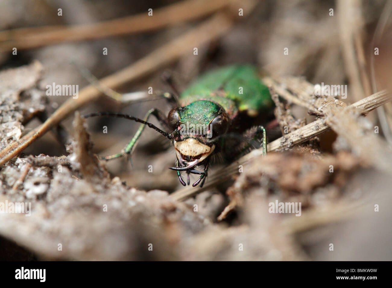 Cicindela campestris, green tiger beetle. Prise à la Grosser Russweiher, Eschenbach in der Oberpfalz, Allemagne Banque D'Images