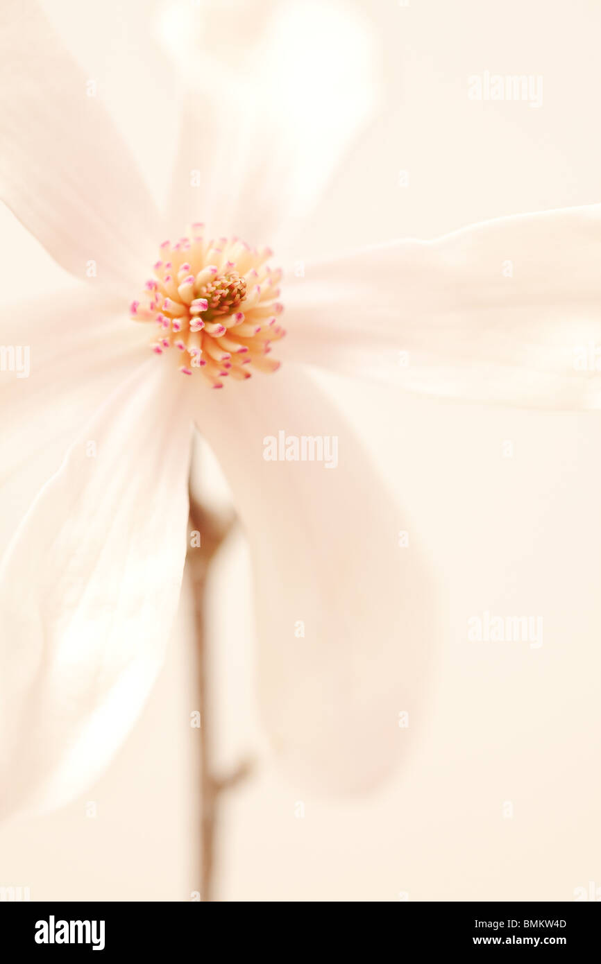 Fleur de Magnolia de printemps Banque D'Images