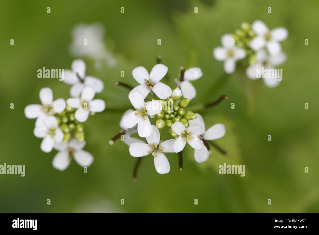 L'inflorescence (fleurs) de Alliaria petiolata, l'Alliaire Banque D'Images