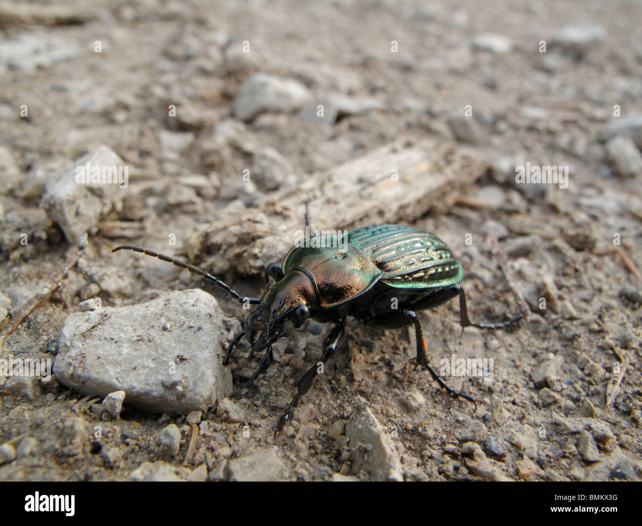 Beetle sur un chemin de terre. Il s'agit d'Carabus granulatus. Ce l'un des plus gros Carabidae (Zabre) en Allemagne. Banque D'Images
