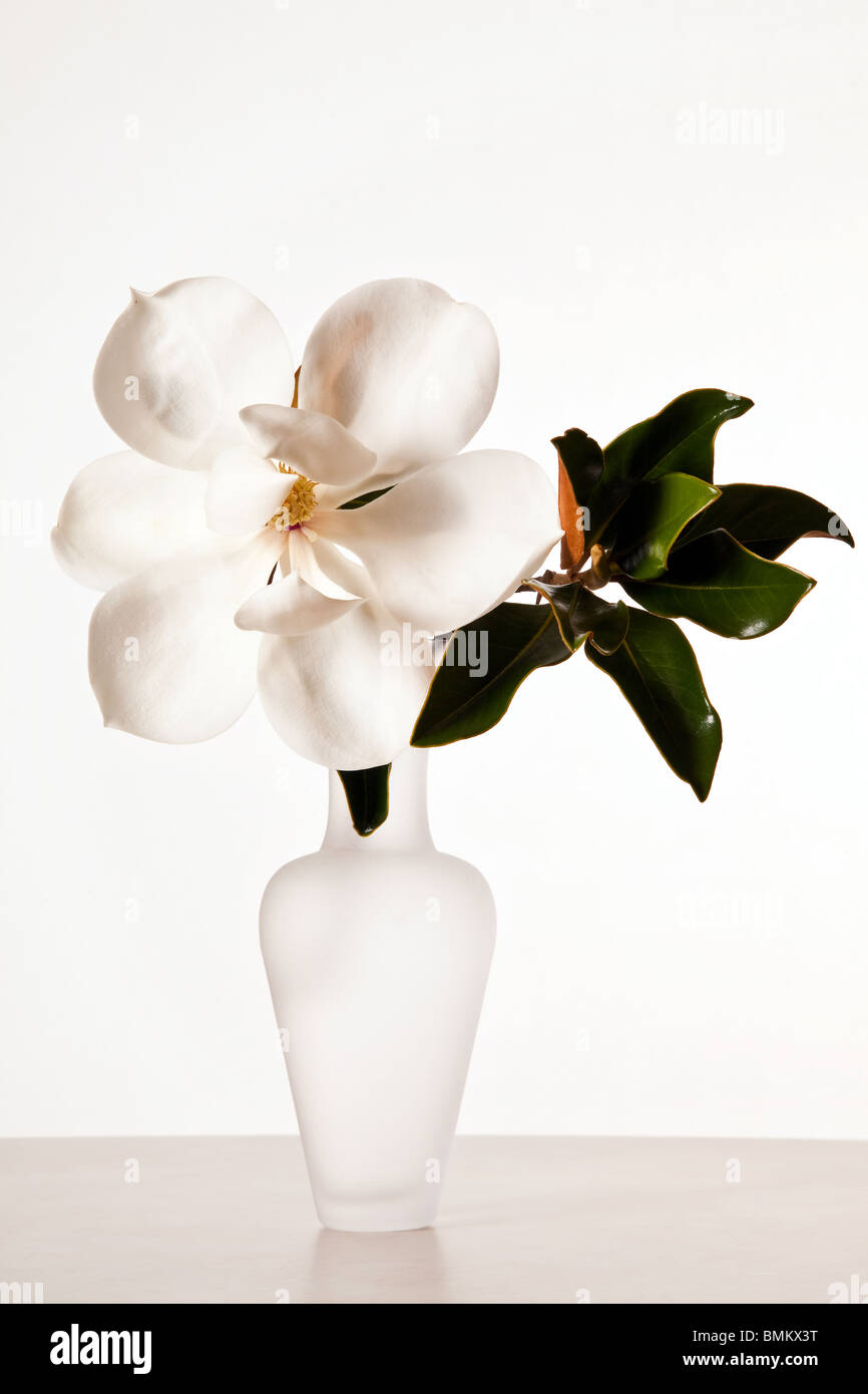 White Magnolia Blossom Banque D'Images