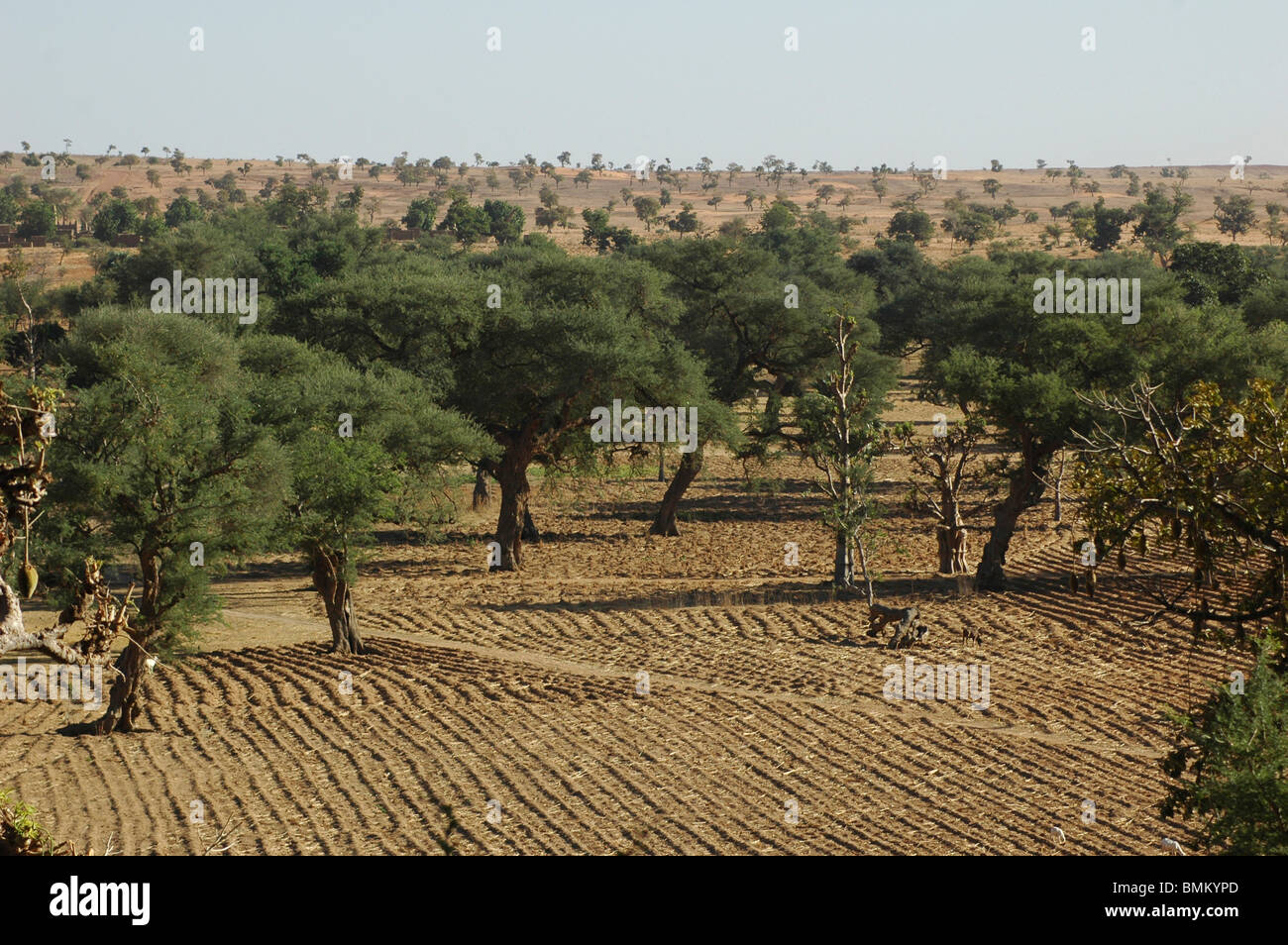 Le MALI, terres Dogon. Aperçu de la plaine du pays dogon et ses champs villages Banque D'Images