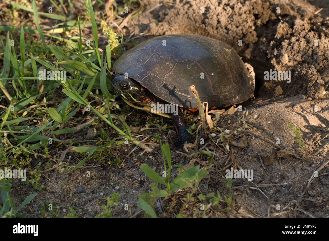 Pondre des œufs de tortue peinte dans sol sablonneux Banque D'Images