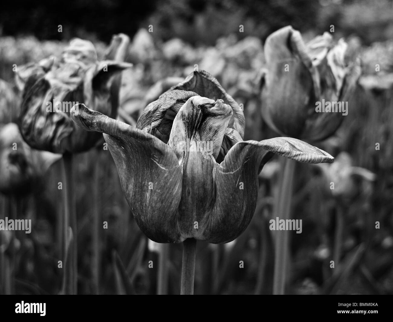 Le noir et blanc close-up of a Dying séchées Fleurs tulipes. Banque D'Images