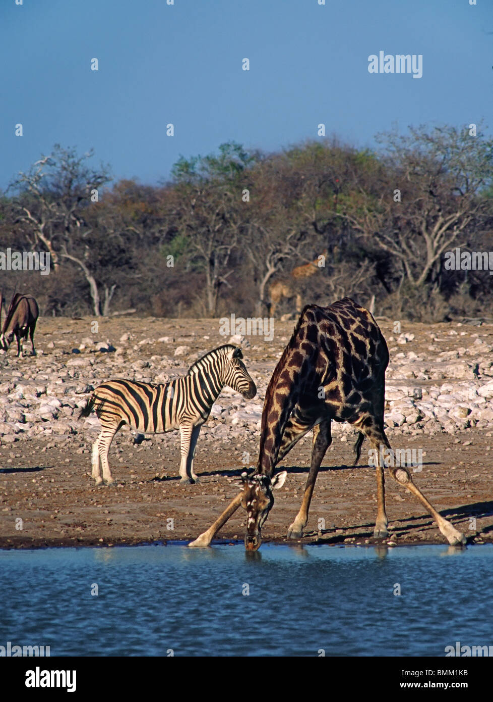 La Namibie,Afrique,Etosha National Park. La girafe et l'Angolais zebra,une sous-espèce de zèbre de Burchell . Banque D'Images