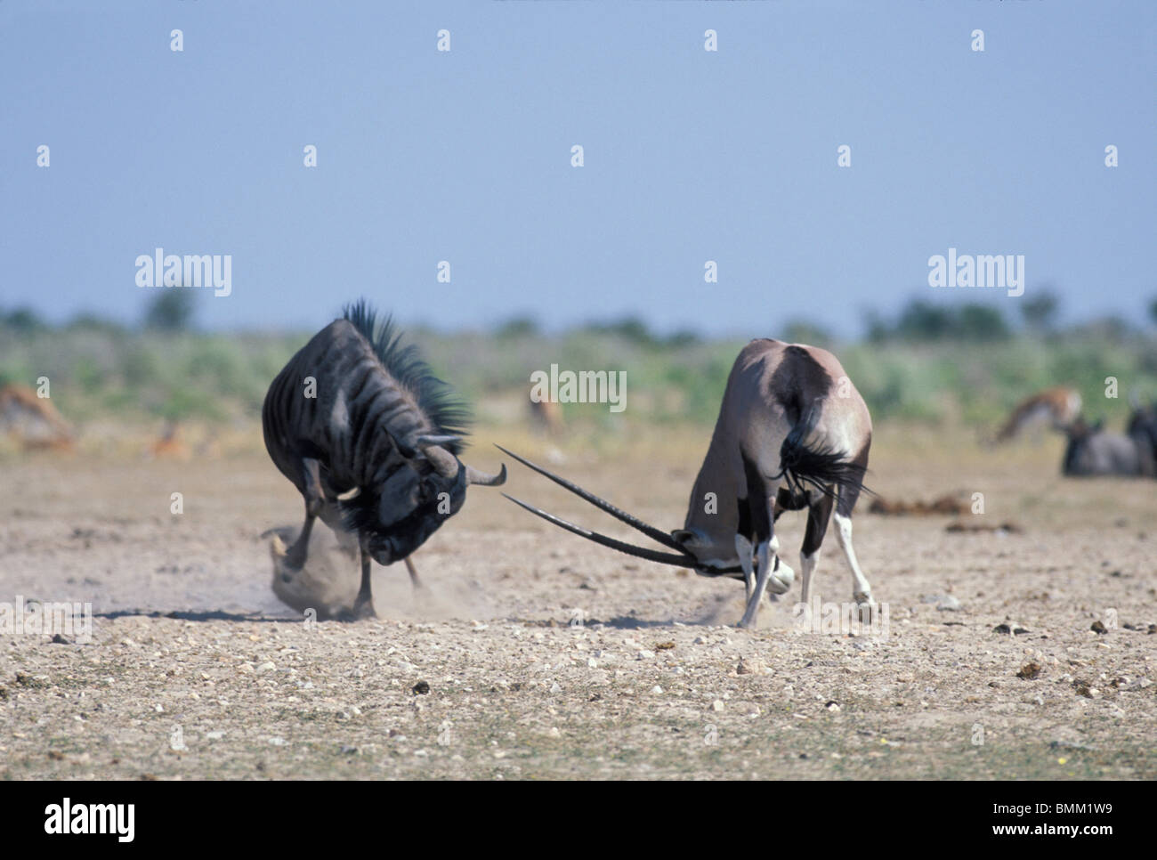 L'Afrique, la Namibie, Etosha National Park, gemsbok (Oryx gazella) se bat avec le gnou (Connochaetes taurinus) à trou d'eau Banque D'Images