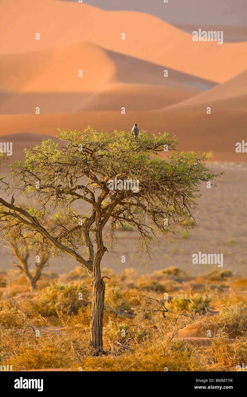 Un Faucon Lanier perches dans un arbre parmi les dunes de Sossusvlei, Namib-Nauklift NP, la Namibie. Banque D'Images