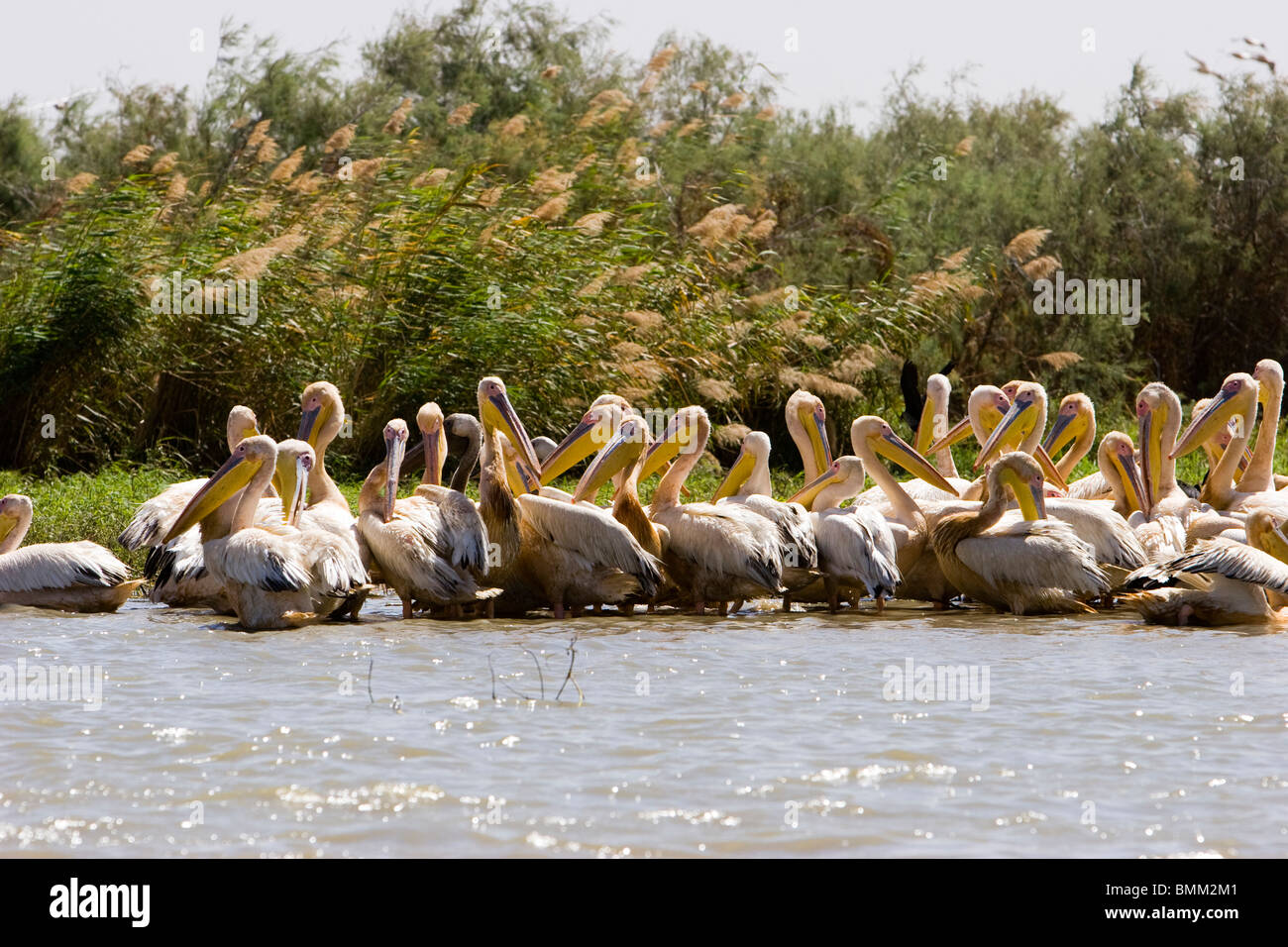 Au Sénégal, le Parc National du Djoudj. Le pélican blanc (Pelecanus onocrotalus) reproduction Banque D'Images