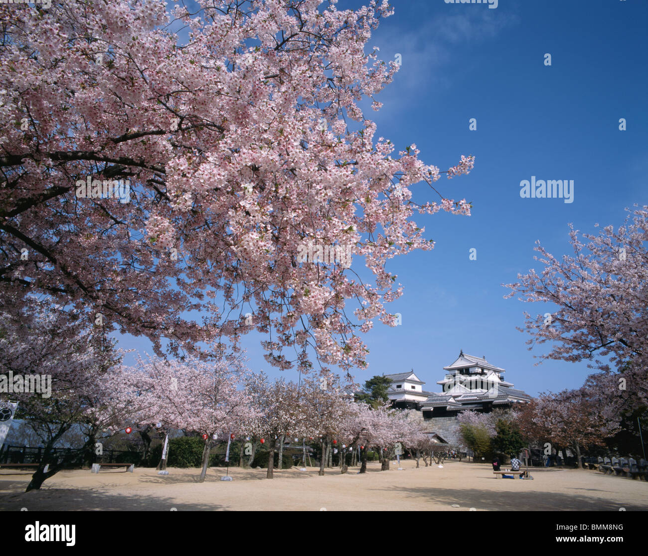 Matsuyama Castle et Fleur de cerisier, Ehime, Shikoku, Japon Banque D'Images