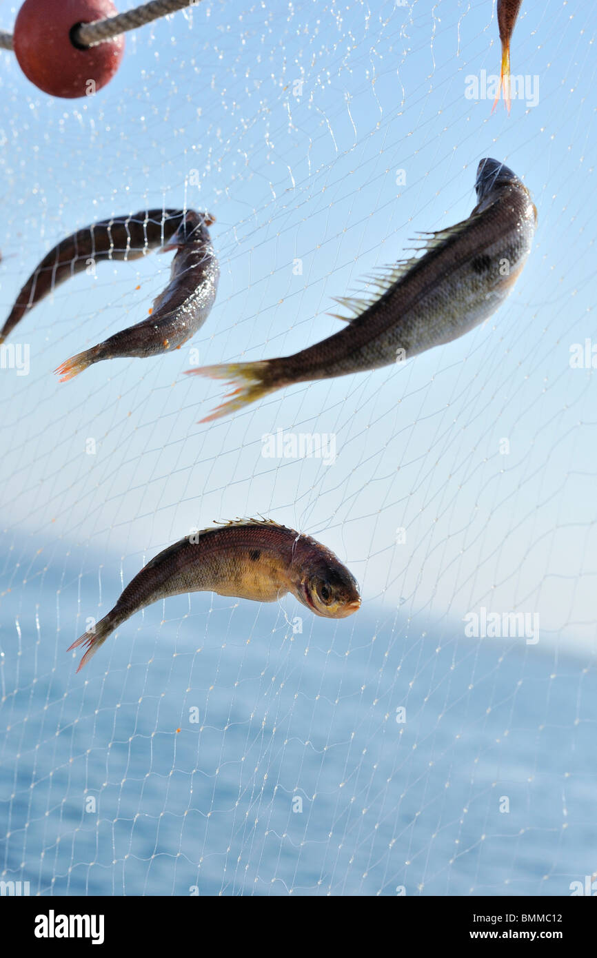 Gallipoli. L'Italie. Poissons frais débarqués et vendus directement à partir du quai. Banque D'Images