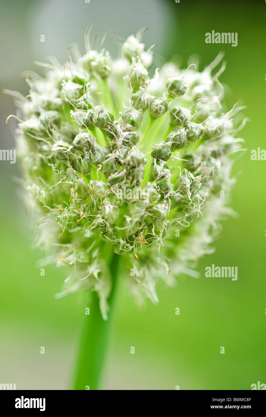 Allium fistulosum (Welsh l'oignon, l'oignon, l'agglutination des japonais, koréen) oignon de printemps Banque D'Images