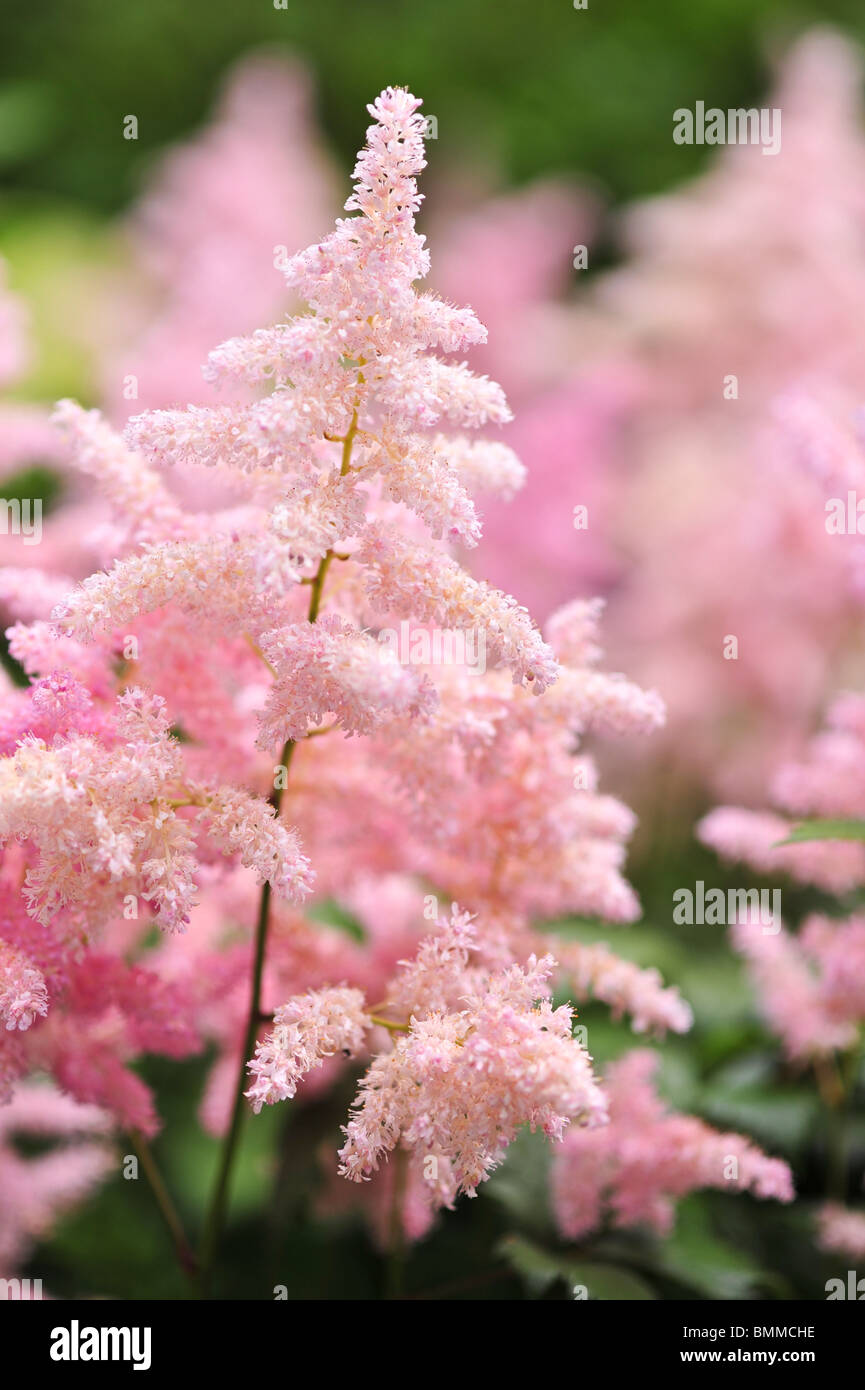 Astilbe Arendsii Europa Banque D'Images