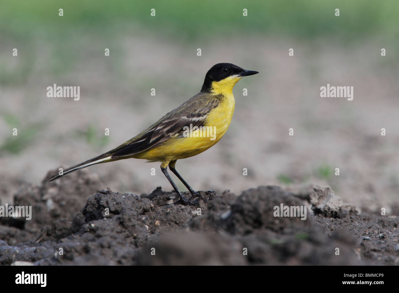 Bergeronnette printanière, à tête noire Motacilla flava feldegg, seul oiseau au sol, Bulgarie, mai 2010 Banque D'Images