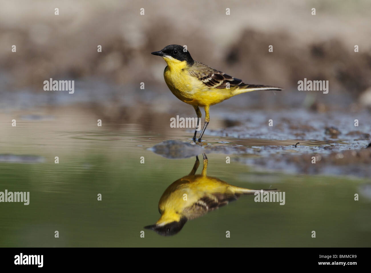 Bergeronnette printanière, à tête noire Motacilla flava feldegg, seul oiseau par l'eau, Bulgarie, mai 2010 Banque D'Images