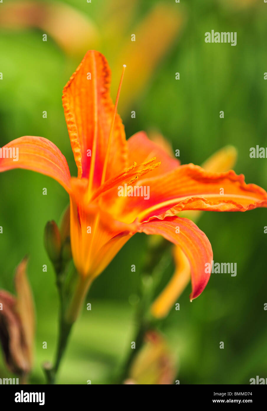 Hemerocallis hémérocalle Banque D'Images