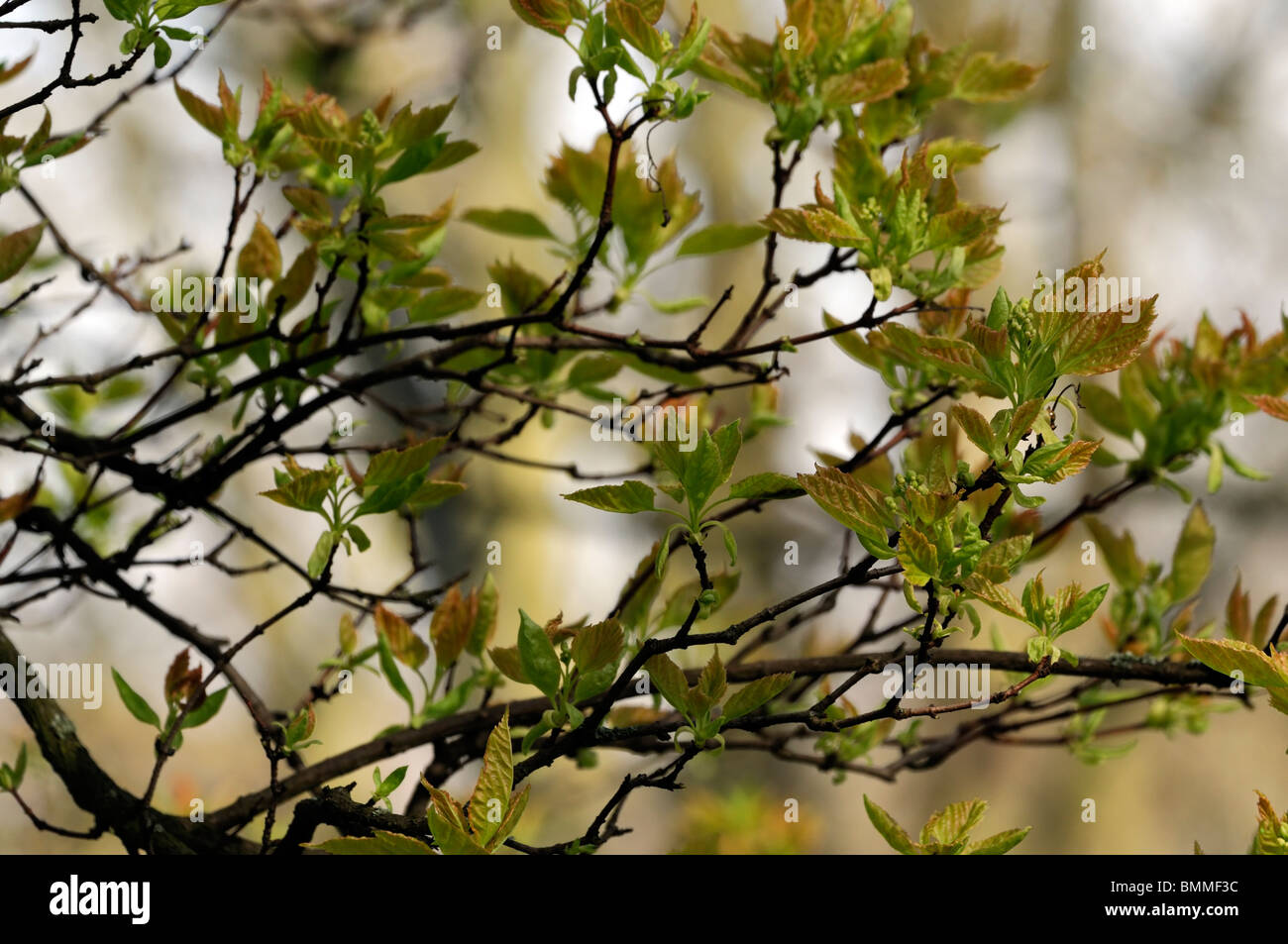 L'érable de l'Amur (Acer ginnala) Feuilles d'arbre à feuilles caduques au début du printemps Banque D'Images