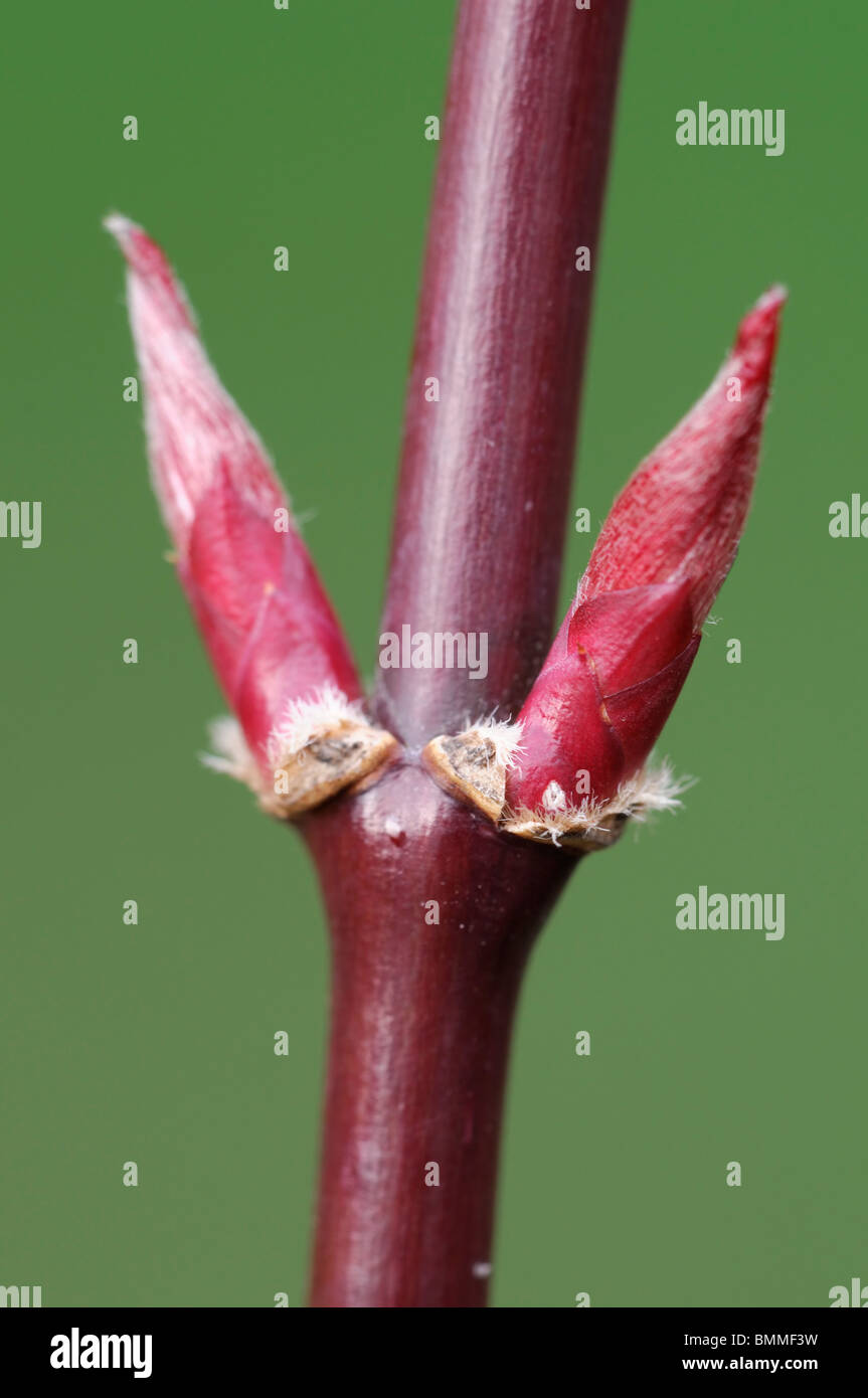 Acer palmatum bouton de la nouvelle feuille rouge écarlate printemps érable japonais Japanese Maple lisse de feuillus Banque D'Images