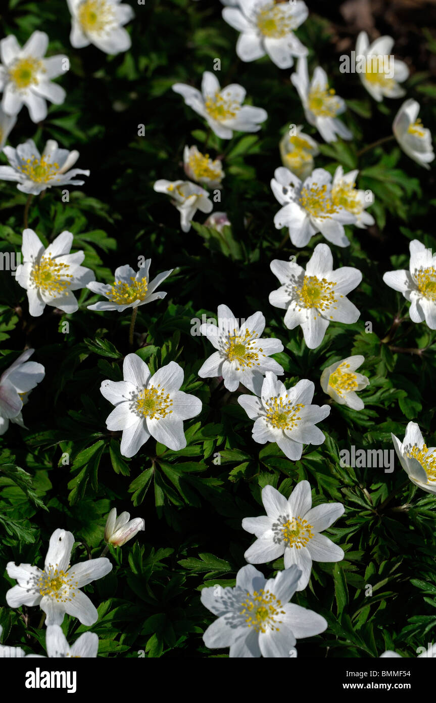 Windflower Anemone blanda vivace tubéreuse Grecian ressemblant à des marguerites en fleurs de printemps fleur fleur blanche Banque D'Images