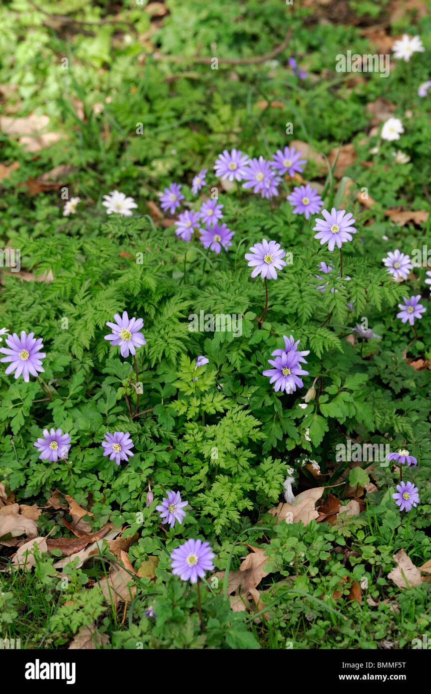 Windflower Anemone blanda vivace tubéreuse Grecian ressemblant à des marguerites en fleurs de printemps fleur fleur bleu Banque D'Images
