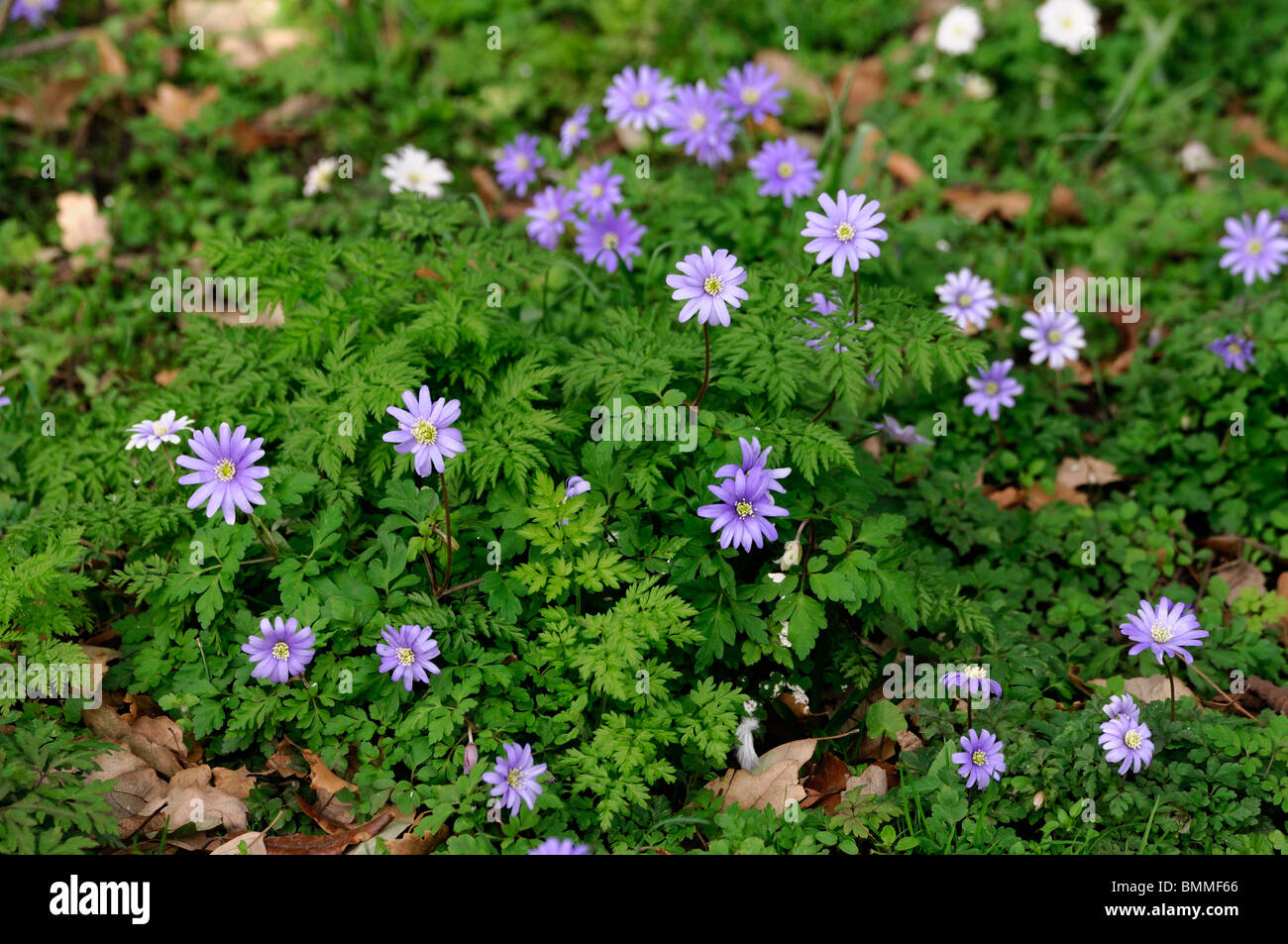 Windflower Anemone blanda vivace tubéreuse Grecian ressemblant à des marguerites en fleurs de printemps fleur fleur bleu Banque D'Images