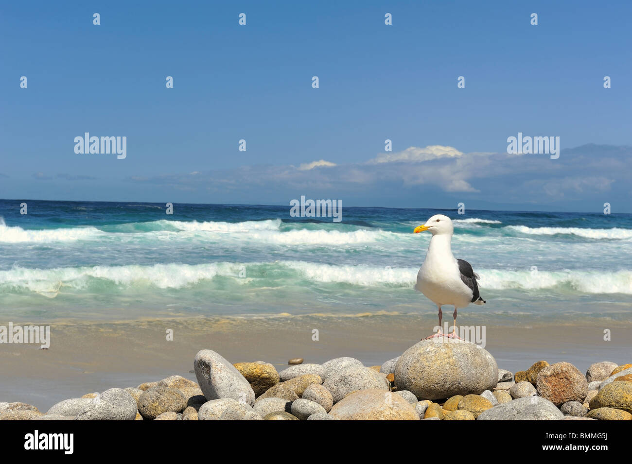 Western gull (Laurus occidentalis) sur la plage en Californie avec les vagues de l'océan en arrière-plan et l'espace de copie. Banque D'Images