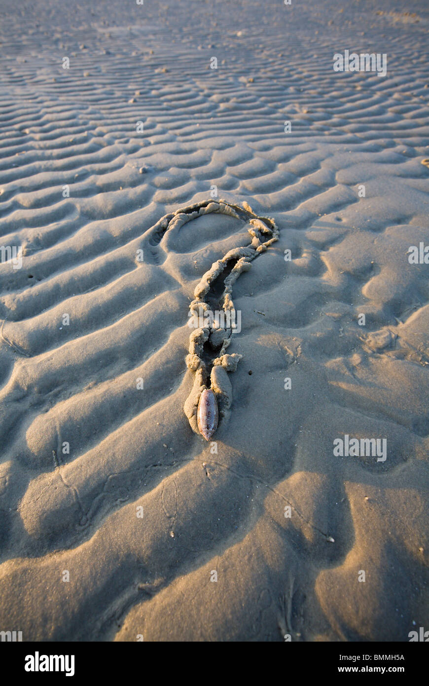 Les lettres de mer d'Olive qui a fait un point d'Interrogation sur une barre de sable dans le golfe du Mexique Banque D'Images