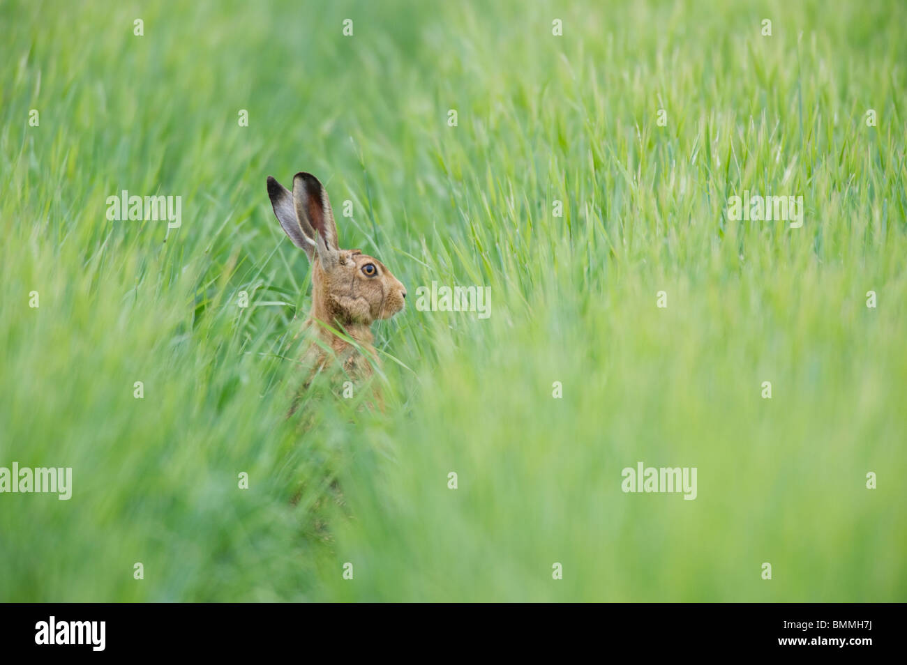 Lièvre brun (Lepus europaeus) assis dans la ligne de tramway d'une récolte de blé. Banque D'Images