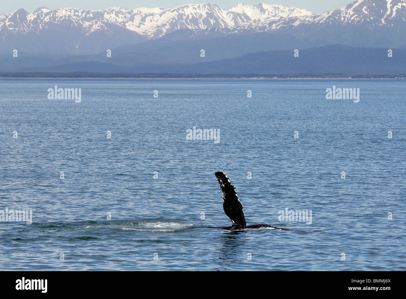 Les baleines à bosse- fluke forme off Point Icy Straits Alaska Banque D'Images