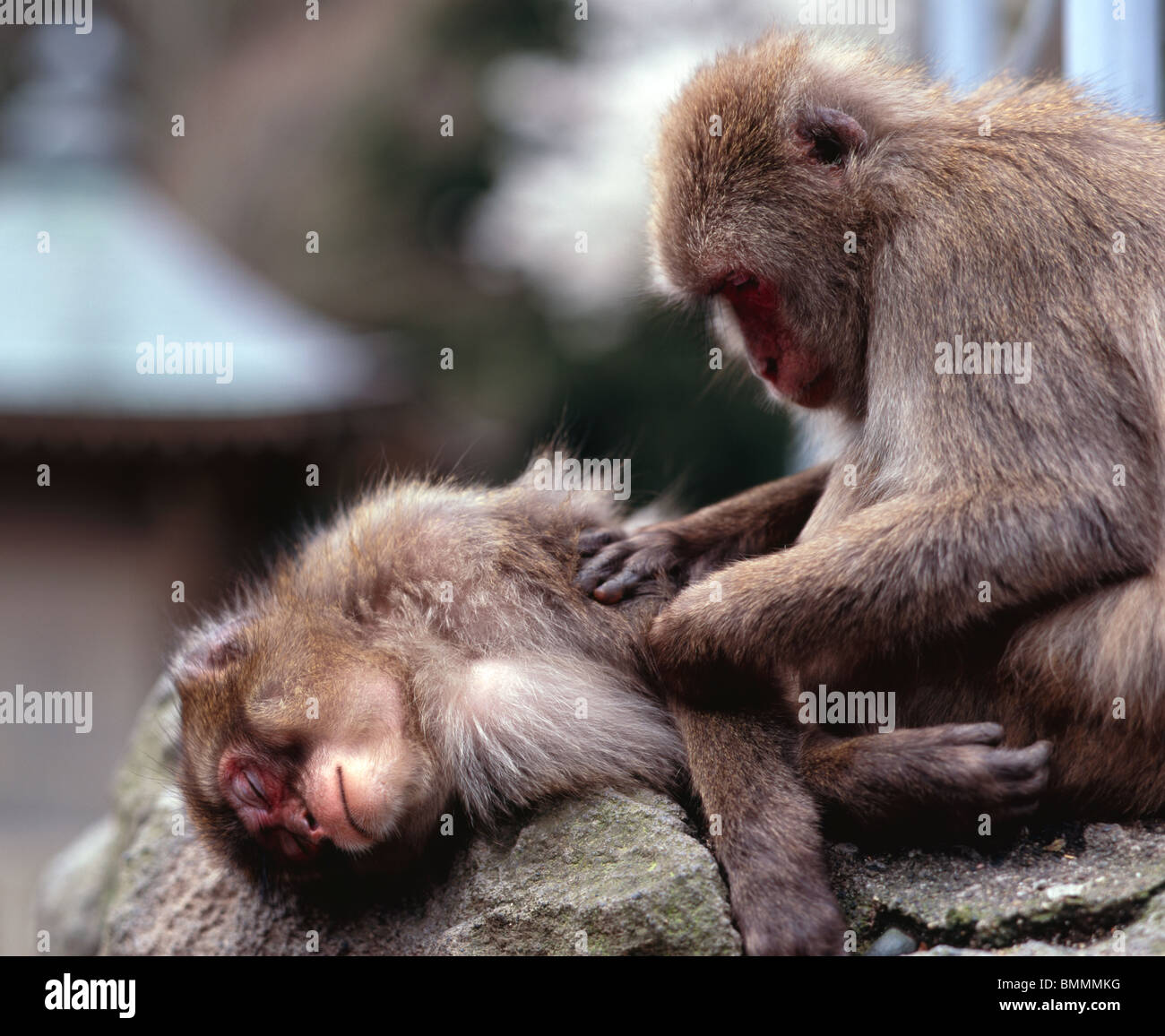 Macaque japonais à Takasaki Mountain, près de la ville d'Oita Beppu, la Préfecture d'Oita, Kyushu au Japon. Banque D'Images