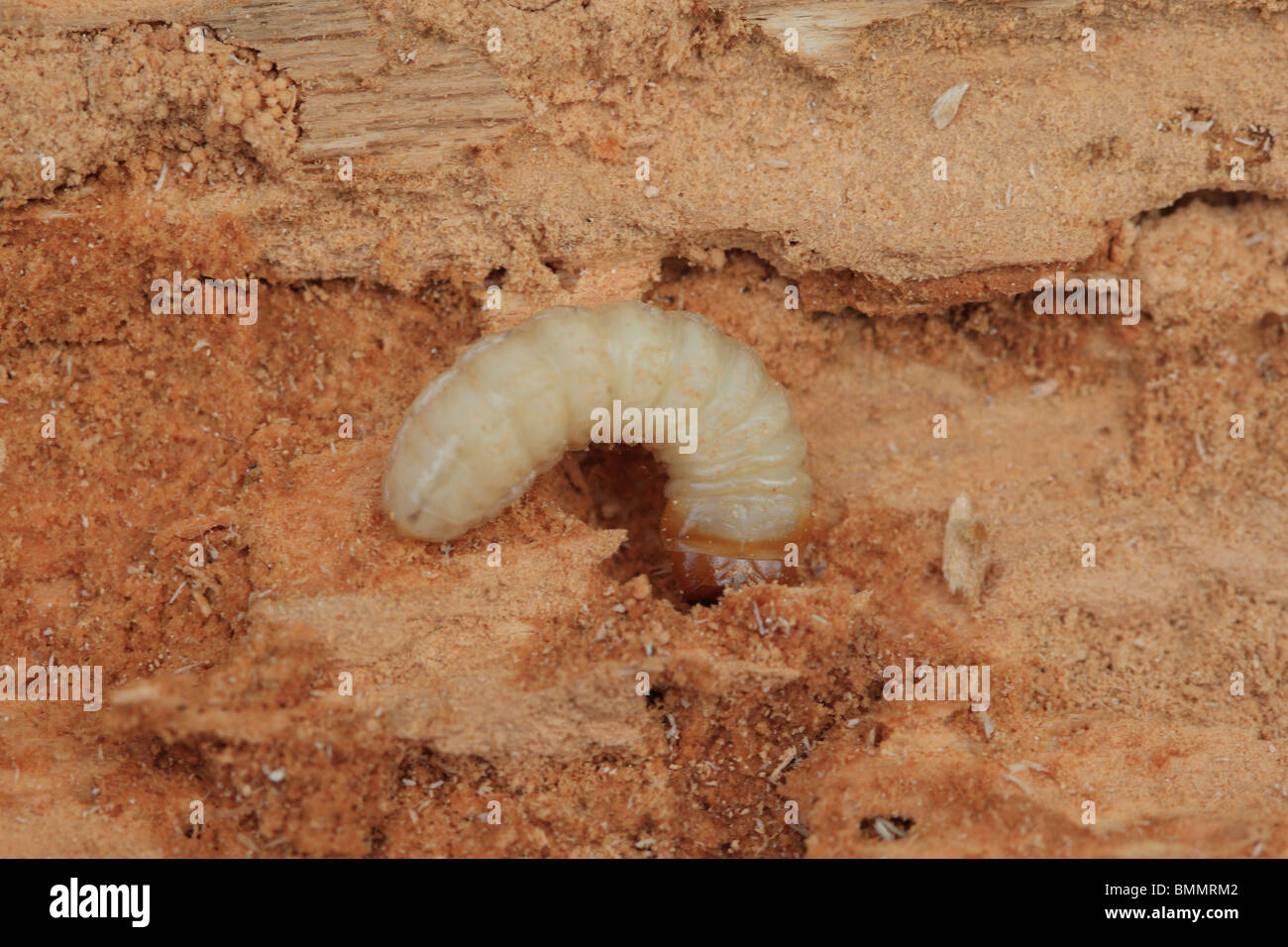 LONGHORN BEETLE (Cerambycidae spp.) larve creusant dans le bois pourri Banque D'Images
