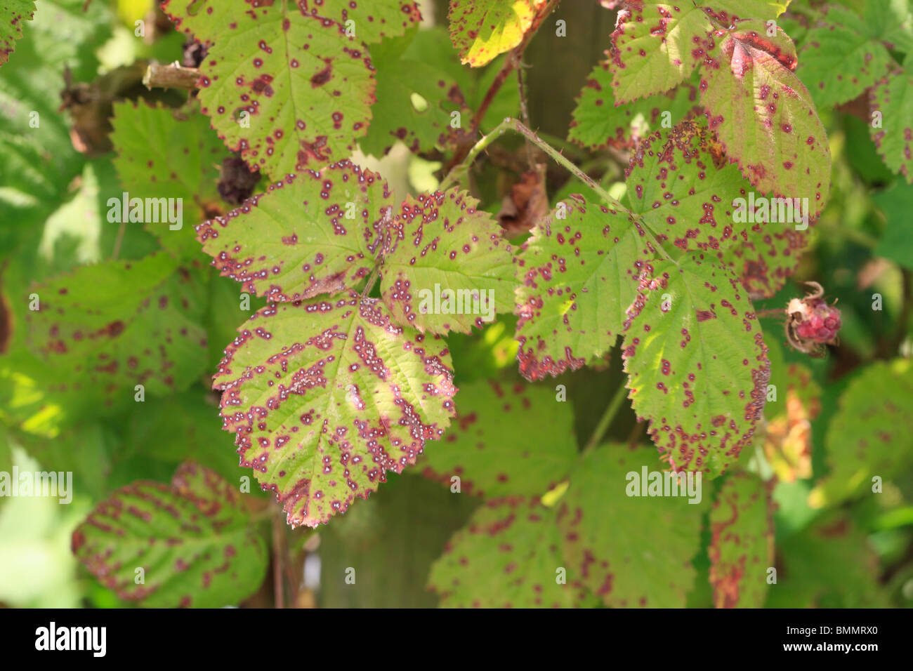 Tache de feuille de framboise Banque de photographies et d’images à — free download