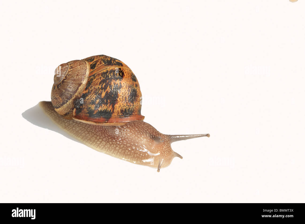 Helix aspersa (escargot) VUE DE CÔTÉ DÉCOUPER Banque D'Images