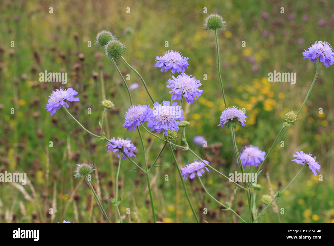 Le bleuet (Centaurea cyanus) plante en fleur Banque D'Images