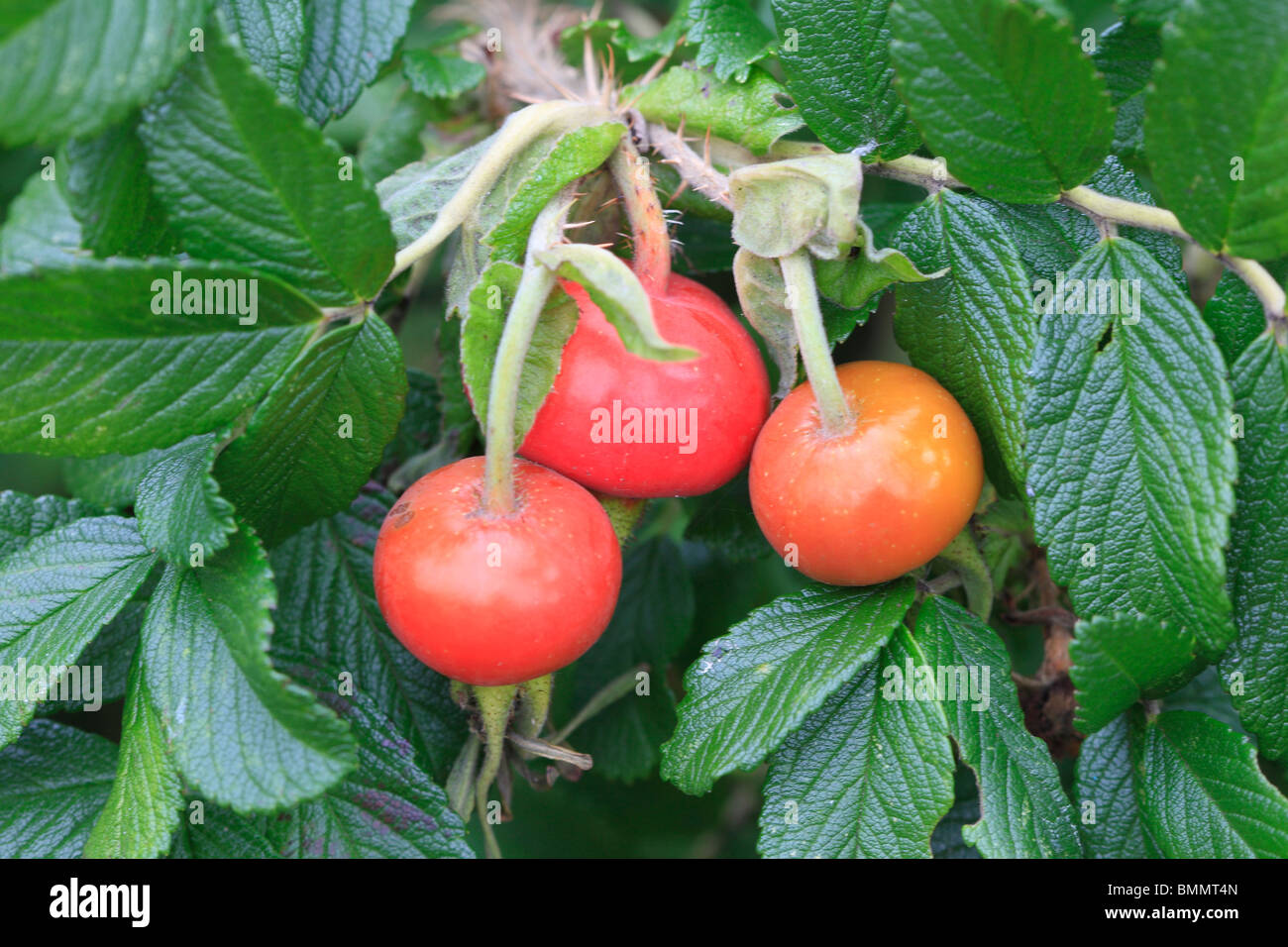 ROSE (Rosa rugosa) CLOSE UP DE HANCHES Banque D'Images