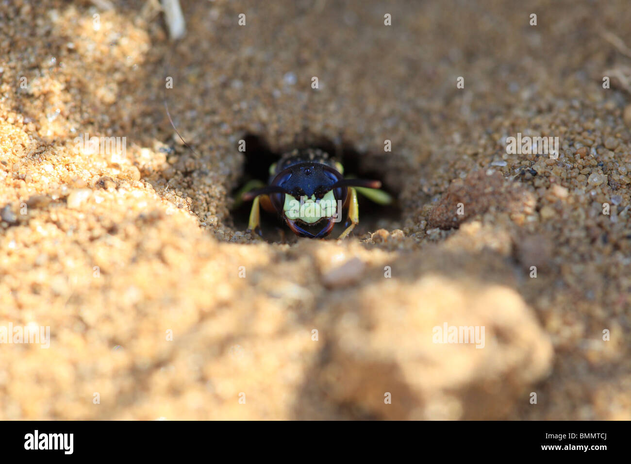 KILLER BEE (Philanthus triangulum) WASP NEST À VUE AVANT L'entrée des terriers Banque D'Images