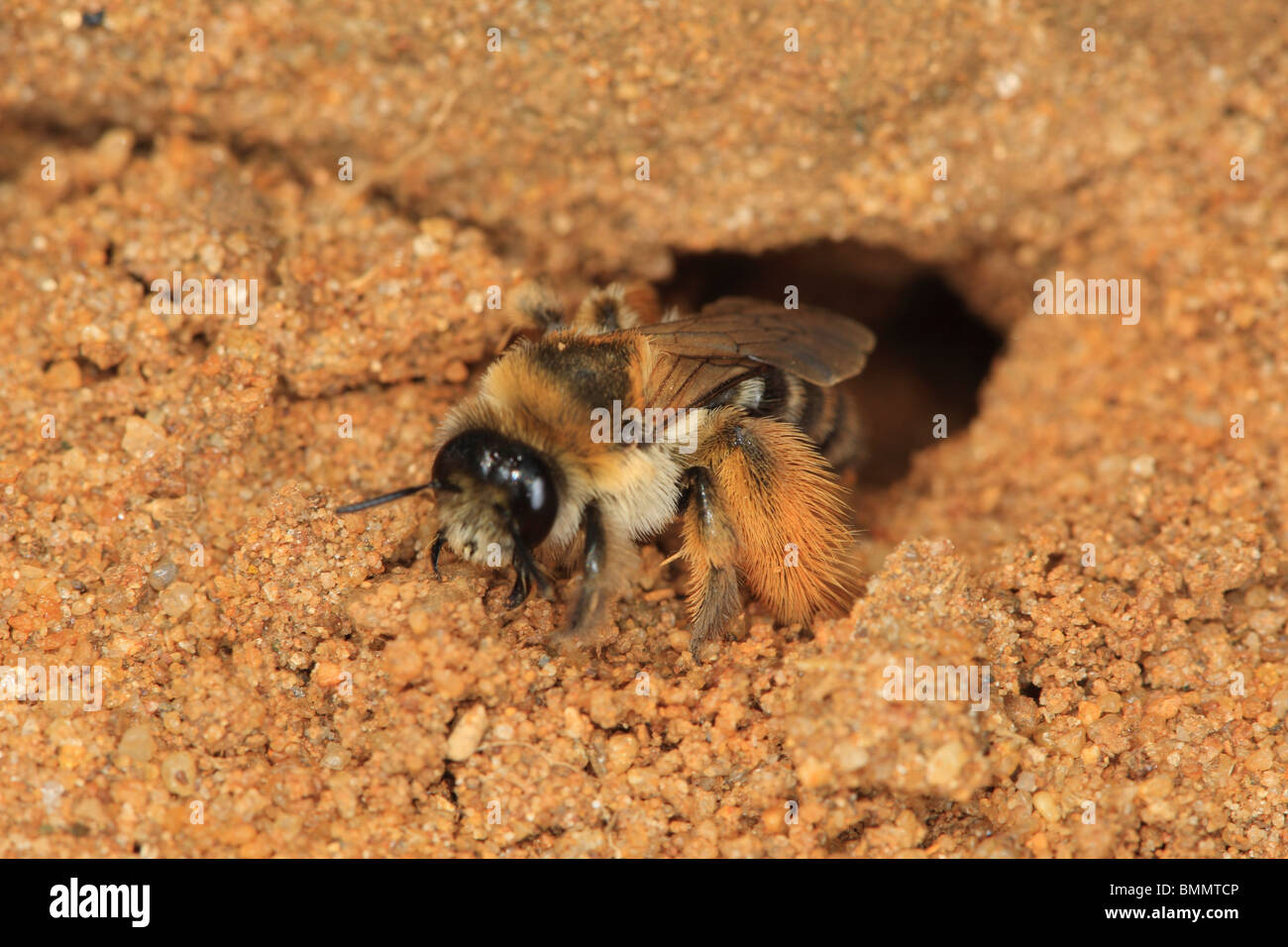 Daspoda altercator l'industrie minière (BEE) à l'entrée des terriers Banque D'Images