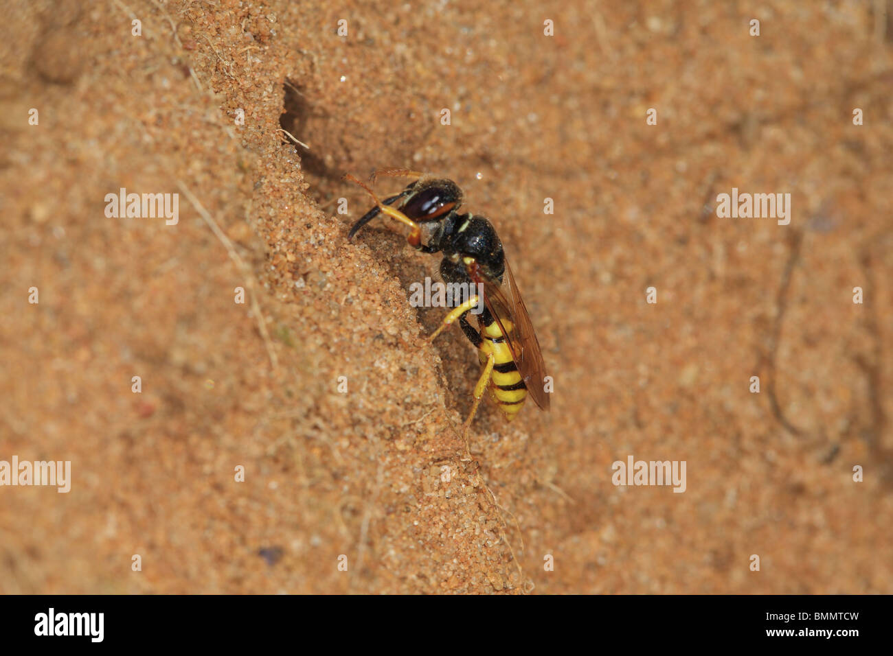 KILLER BEE (Philanthus triangulum) WASP NEST au terrier Banque D'Images